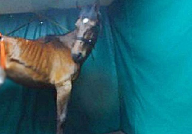 Protectores piden ayuda para pagar la operación de un caballo amputado