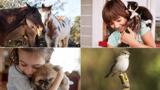 Día del Animal: La fecha tiene que ver con el fallecimiento, allá por 1926, de un abogado cordobés que luchó por los derechos de los animales.&nbsp;