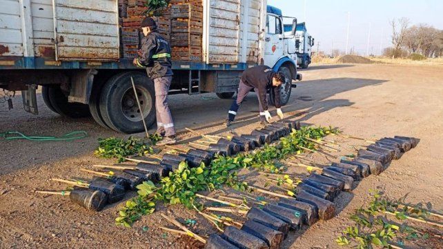 El decomiso de citrus de Senasa se enmarca en la prevención de la dispersión del HLB