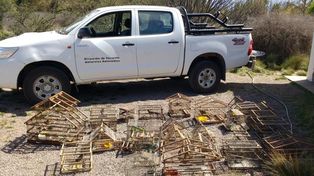Mendoza rescata más de 60 animales silvestres y exóticos