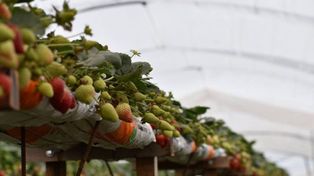 En Argentina, los únicos dos lugares en donde se produce frutilla todo el año son Mar del Plata y el sur del país.