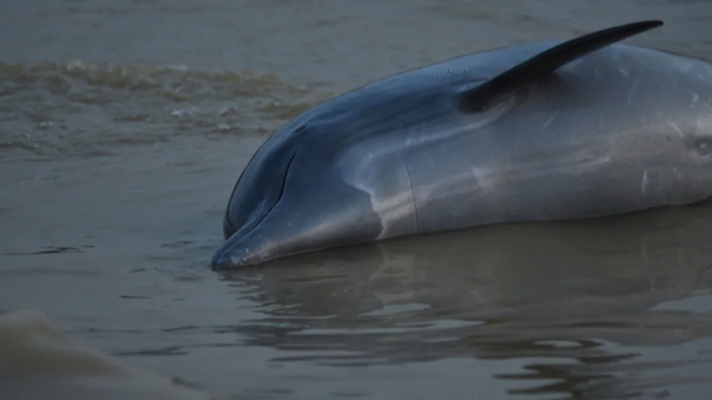Uno de los 110 delfines de río hallados muertos en el Amazonas.&nbsp;
