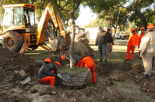 Comenzó la preservación de árboles del Parque Alberdi