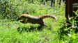 Biodiversidad: la provincia de Santa Fe ya liberó más de 350 animales silvestres en 2025