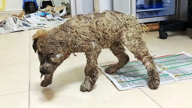 La transformación del perro que fue bañado en pegamento