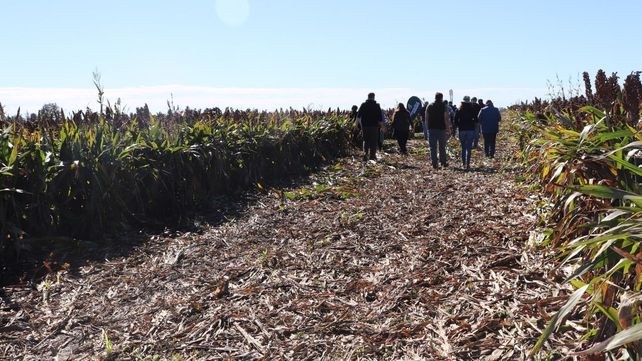 El sorgo