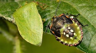 Insectos y enfermedades en soja: qué tener en cuenta para esta campaña