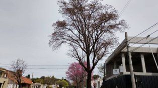 Advirtierten sobre el avanzado deterioro de este ejemplar escaso. Está ubicado en avenida Ejército. Una obra en construcción podrían estar afectando su salud