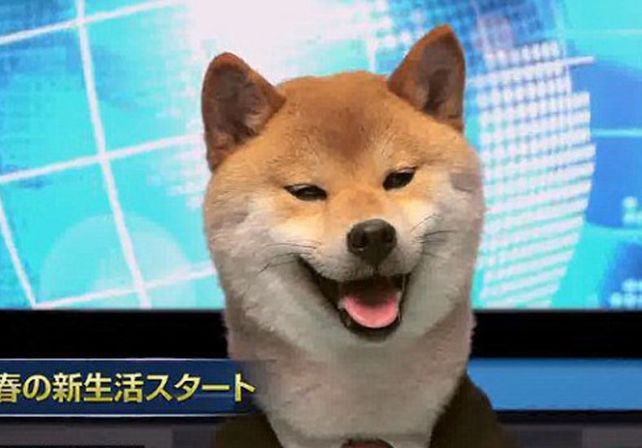 El inquieto perro que quiere ser presentador de TV