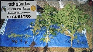 El joven de 24 años cultivaba las plantas de marihuana en su casa de Colonia Avellaneda.