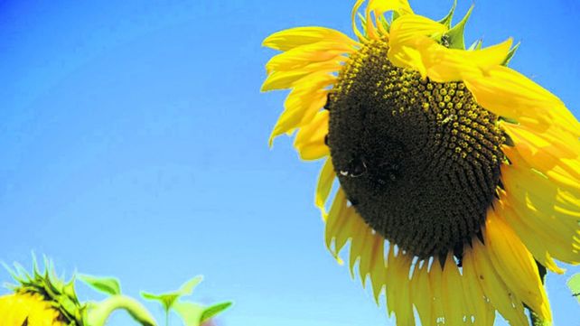 Girasol: pidieron a India que baje el arancel a la importación de aceite  argentino