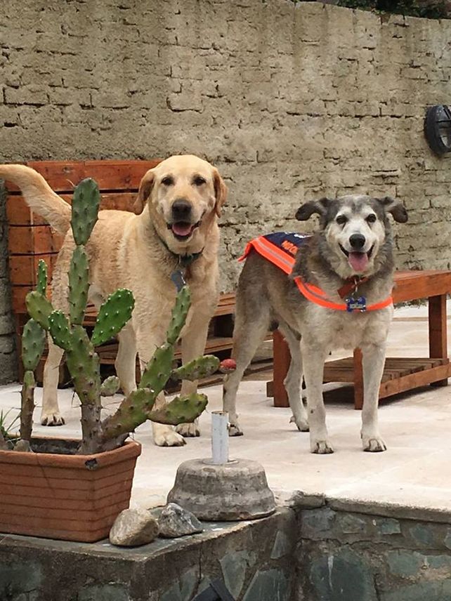 Morgan en su nuevo hogar y con su hermano