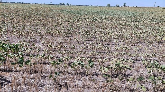 Soja seca en Santa Fe