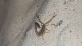 Advierten la presencia de alacranes en la Costanera santafesina