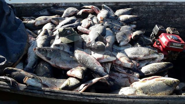 Secuestraron más de dos toneladas de pescados depredados en el río