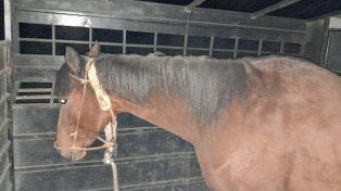Lo esperaba la Policía y se accidentó con un caballo robado
