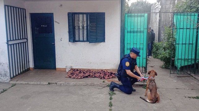 Los animales estaban al abandono en una vivienda ubicada en calle La Paz.