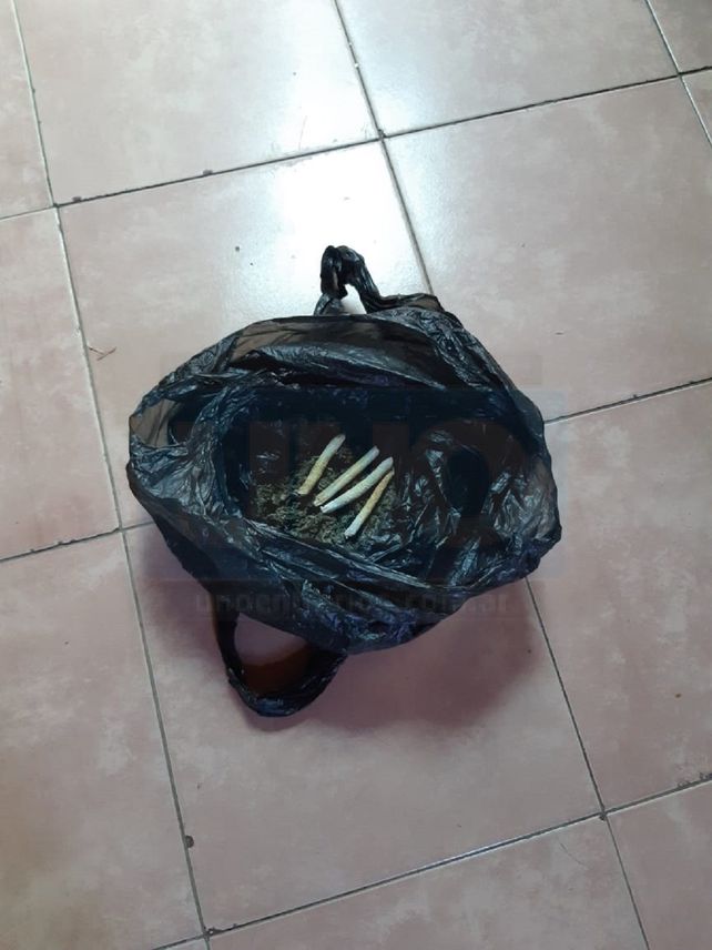Tomaban mate en la sombra de las plantas de marihuana