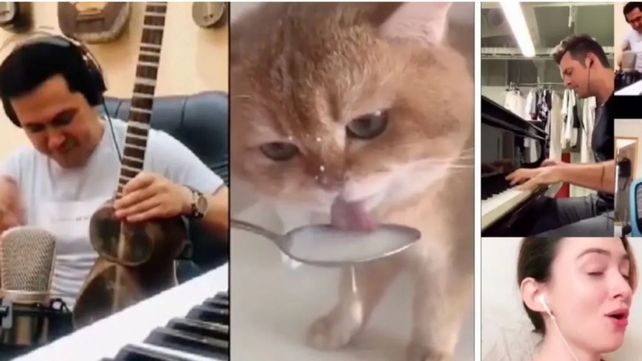 Un grupo de músicos encabezados por un gatito viral la rompieron en TikTok con un tema original.&nbsp;
