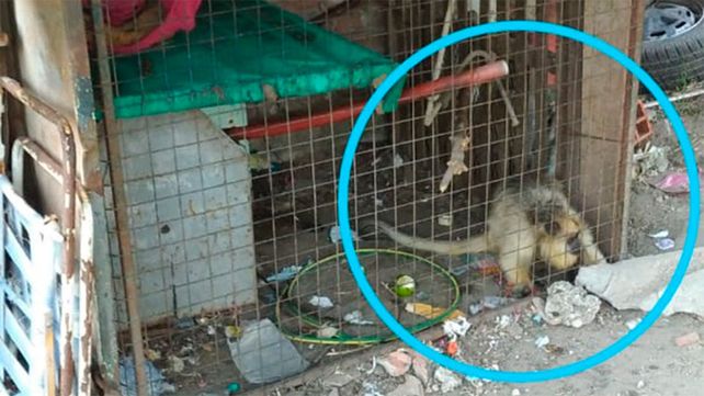 Rescataron una mona carayá que tenían enjaulada en una vivienda