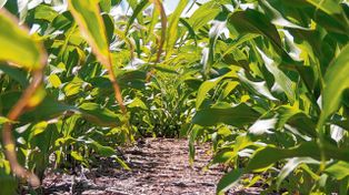 Granos: el maíz sostiene las ventas y el trigo enfrenta el desafío de la nueva cosecha