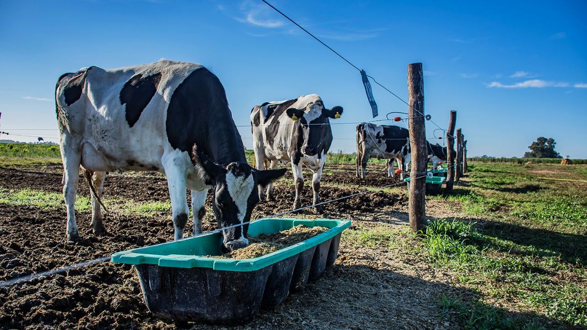 Más producción, menos tambos: la lechería santafesina enfrenta el desafío de sostener a los pequeños productores