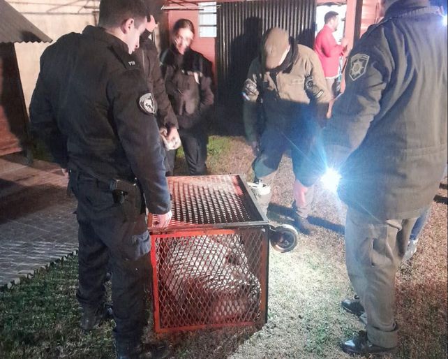 Rescatan a un puma que apareció en el patio de una casa en Las Rosas