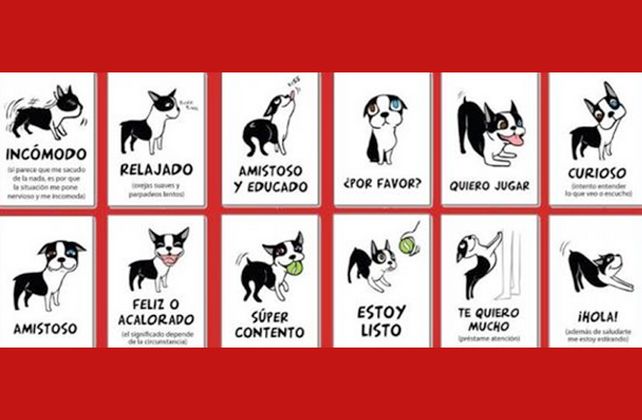 Cómo entender el lenguaje corporal de tu perro