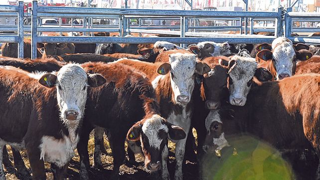 Rosgan organiza un nuevo Congreso Federal Ganadero. Rosgan organiza un nuevo Congreso Federal Ganadero.