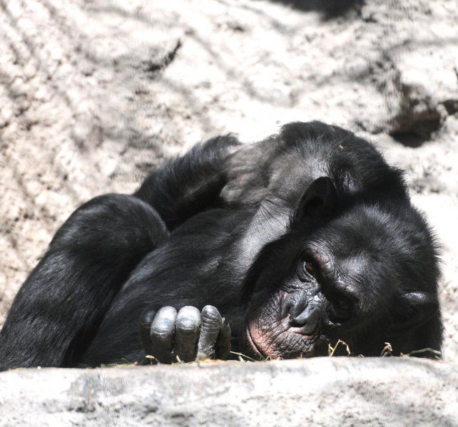 Cecilia, la chimpancé del zoo de Mendoza espera su traslado a un santuario