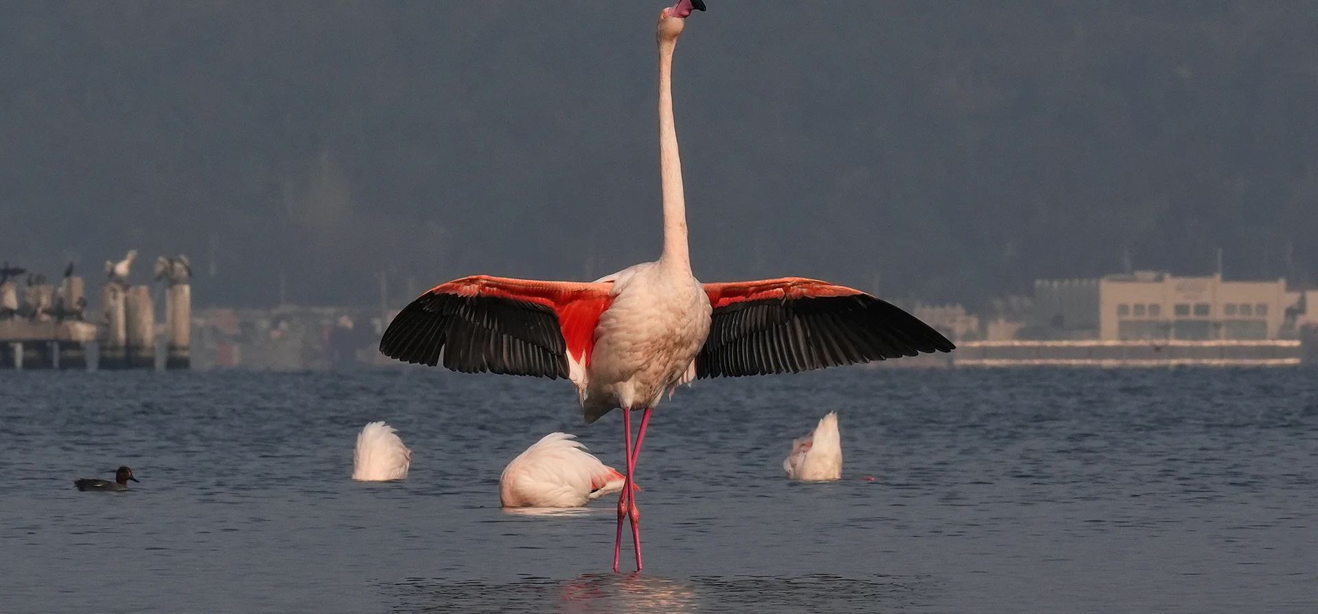 Un flamenco despliega sus alas durante una sesión de alimentación invernal, Izmir, Turquía. Fotografía: Mahmut Serdar Alakus/Anadolu/Getty Images Un flamenco despliega sus alas durante una sesión de alimentación invernal, Izmir, Turquía. Fotografía: Mahmut Serdar Alakus/Anadolu/Getty Images