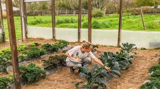 En estudio. El kale, de gran poder antioxidante, cultivado en invernadero.