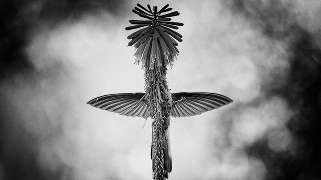 Imágenes ganadoras del premio Fotógrafo de Vida Silvestre 2018