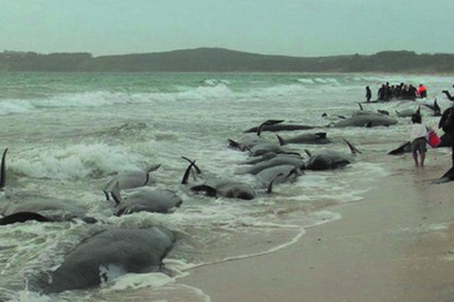 Mueren 39 ballenas al quedar varadas en playa de Nueva Zelanda