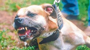 Desde el Imusa brindaron recomendaciones para la crianza de perros de raza pitbull.