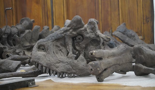 El Museo Gallardo reabre estas vacaciones con una enorme muestra de dinosaurios