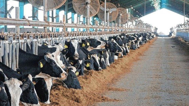 El calor afecta a los tambos y muchos tienen sistema de ventilación para morigerarlo