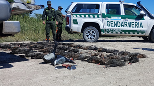 Unos 99 patos fueron hallados sin vida