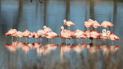 Muestra fotográfica Aves de la Laguna El Hinojo