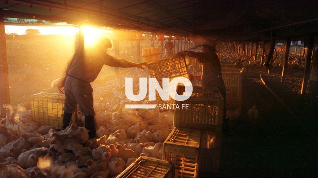 Competimos contra jugadores de otro calibre. La alerta de los productores avícolas por la importación Competimos contra jugadores de otro calibre. La alerta de los productores avícolas por la importación