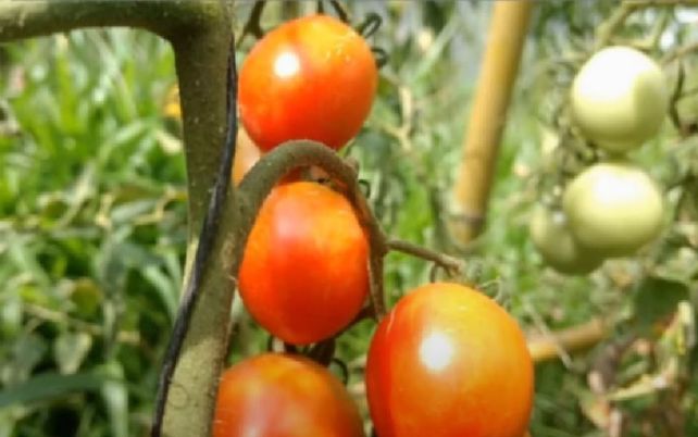 Código tomate: un plan para recuperar territorio