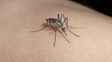 hay mas de 50 casos de dengue en la provincia