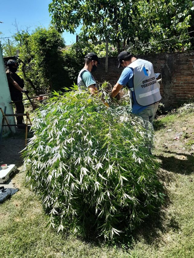 Tomaban mate en la sombra de las plantas de marihuana