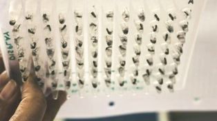 Mosquitos de inundación