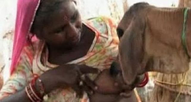 Una mujer de la India amamanta orgullosa a un ternero hu&eacute;rfano