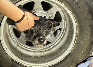 Rescataron a un perro que quedó atrapado en una llanta de aleación
