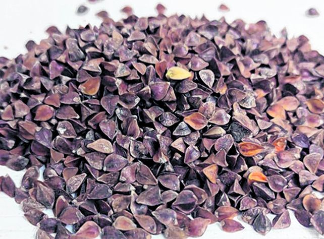 Potente. El trigo sarraceno no tiene gluten y es apto para celíacos.