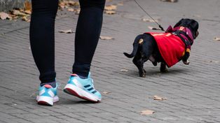 Actividad física para mascotas: por qué es importante y qué recomendaciones tener en cuenta