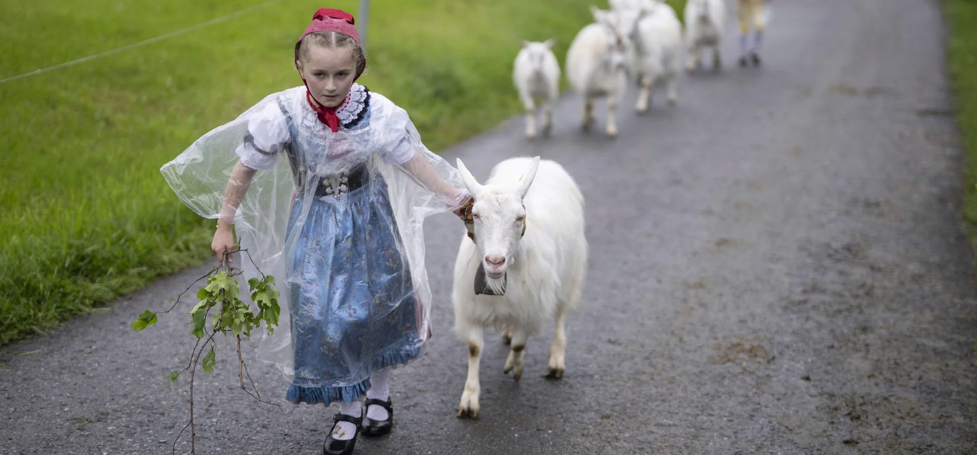 Marissa Faessler guía a sus cabras durante el tradicional 'Alpfahrt', la conducción ceremonial del ganado desde el valle hasta los Alpes, Appenzell Innerrhoden, Suiza. Fotografía: Gian Ehrenzeller/Keystone vía AP Marissa Faessler guía a sus cabras durante el tradicional 'Alpfahrt', la conducción ceremonial del ganado desde el valle hasta los Alpes, Appenzell Innerrhoden, Suiza. Fotografía: Gian Ehrenzeller/Keystone vía AP