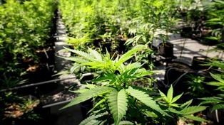 Cannabis medicinal: el gobierno modificó los requisitos de inscripción de los cultivadores.